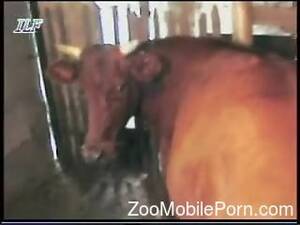 Guy Fucks Cow Porn - Man hard fucks cow and enjoys the pussy in great modes