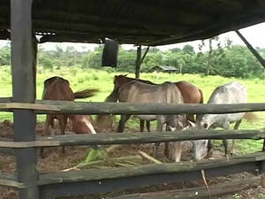 Gay Plantation Slave Porn - A Black slave fucks his White master at a ranch in the south | Any Porn