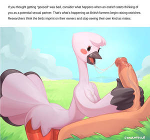 Furry Porn Water - actual yifffurryðŸ¦irl ...