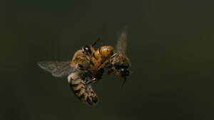 Honey Bee - Oh beehive: This pollinator porn will make you fall in love with bees |  Grist