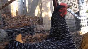 Goat Chicken Porn - Raw Unadulterated Chicken Porn