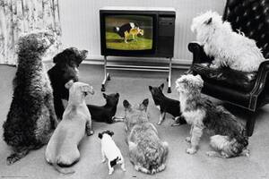 Adult Doggie Style - Doggy Style Porn - Maxi LAMINATED/ENCAPSULATED Poster - Measures 36 x 24  inches (91.5 x 61 cm) Approx. : Amazon.co.uk: Home & Kitchen