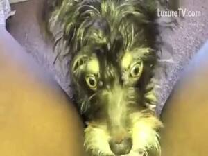 black pussy k9 - Black K9 Pussy - LuxureTV