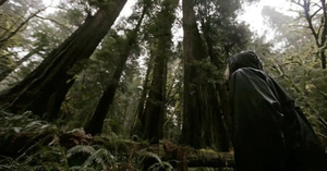 forest extreme swingers - Among Giants: The Story of the Activists Trying to Save Northern  California's Redwood Forest - Active NorCal