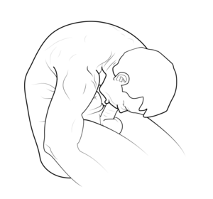 easiest way to self fellatio - Autofellatio - Wikipedia