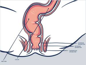 anotomical transexual anal illustration - Anatomy Anal Porn | Sex Pictures Pass