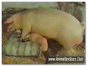 Boar Sex Porn - 40 - Wild Boar Fucks A Girl - Sex With Pigs â‹† Beastiality.Club