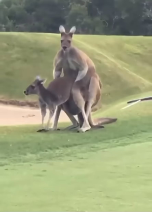 Kangaroo Boxing Porn - Kangaroos enjoying Joondalup Golf Course : r/australia