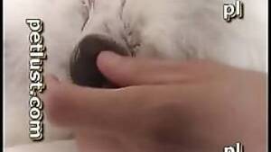 Man Fucks Female Husky - The guy fucks a husky on her belly at the end