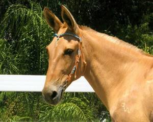 Brazilian Donkey Porn - Second Hand Rose....what a beautiful mule!! Western StyleGov't MuleBurritos DonkeysZebrasFur BabiesPornHorsesBrazil