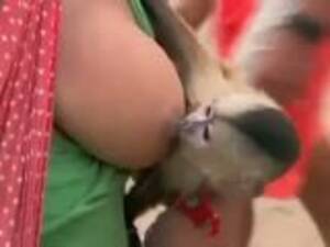 Monkey Sex With Humans - Monkey Sex Woman Videos - Free Porn Videos