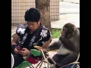 Japanese Porn Monkey - Japanese Porn Monkey | Sex Pictures Pass