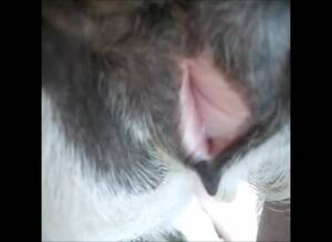 Man Fucks Goat - Clip Goat Fucking - Katitube Kinky Sex