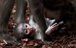 Monkey Porn - NGO loses bid to challenge AG's 'NFA' decision in monkey porn case | Daily  Express Malaysia - Sabah's Leading News Portal