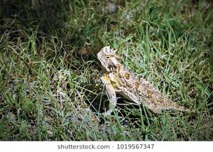Horny Toad Sex Game - Horned Lizard (aka Horny Toad and Horned Toad)