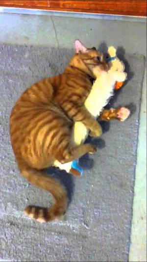 Feline Paw Porn - My two-year-old neutered male pÅpoki (cat) humping his \