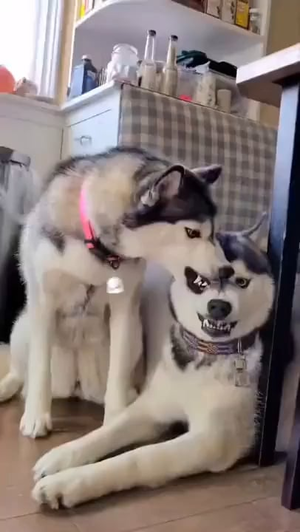 Man Fucks Female Siberian Husky - Is this normal : r/HuskyTantrums