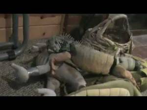 Alligator Mating Porn - Iguana porn