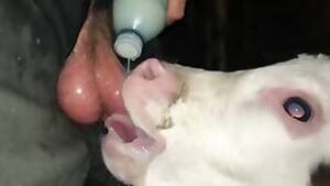 Cow Porn - cow Animal Porn