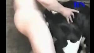Guy Fucks Cow Porn - Man fuck Cow Animal Porn