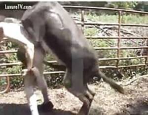 big girls fucking donkey cock - Teen swallows donkey cum - Extreme Porn Video - LuxureTV