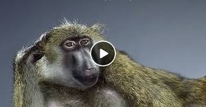 Monkey Pussy Porn - Tattoo Vagina World One world s largest sites, serving videos, funniest  Before bank foreclose, government hold hearing, administrator settle debts  departed, ...