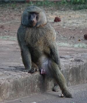 Baboon - This sexy baboon posing for us. : r/funny