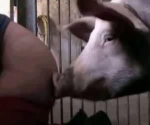 fuck pig - Pig Porn Videos - Watch pig sex for free here. Here is a plenty of pig and  boar animal porn videos. Pig fuck girl.