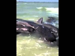 Hardcore Dolphin Porn - Hardcore Manatee Porn by Magisto