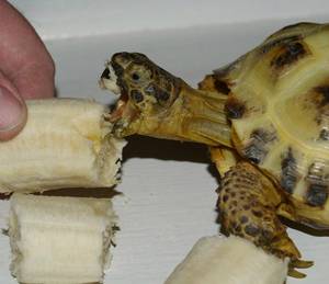 Furry Banana Porn - Not furry but covered in banana and wanting more!