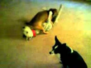 Doggie Porn - Doggie Porn 69