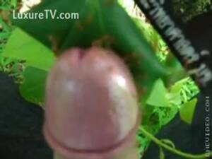 ants sucking dick - Cock head gets bitten by Ants - LuxureTV