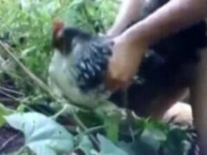 Chicken Porn - Chicken porn - Zoo Xvideos