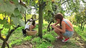 Lesbian Vine Porn - VivThomas - Vine - Hannah Sweet, Subil Arch - XVIDEOS.COM