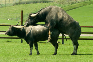 Buffalo Sex Porn - buffalo sex | The Fifth Quarter