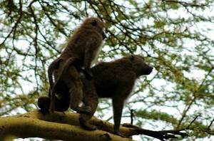 Baboon - Baboon porn