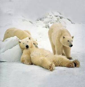 I Mean Actual Bears Bear Porn - Relaxed Polar Bears Photograph by Michio Hoshino/Minden Pictures/National  Geographic An adult male polar bear (Ursus maritimus) can weigh up to  pounds and ...