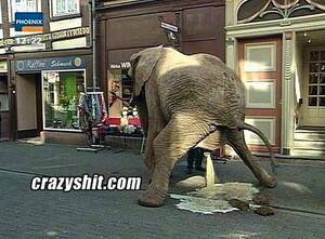 Elephant Shit Porn - CrazyShit.com | Elephant spray - Crazy Shit