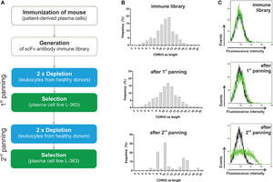 Girlsdoporn E193 - Frontiers | Identification of New Antibodies Targeting Malignant Plasma  Cells for Immunotherapy by Next-Generation Sequencing-Assisted Phage Display