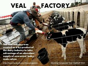 Caption Milk Theft - a plastic plate is fastened to the babies nose so he can't drink his  mothers milk...cause WE need ice cream...sickos that we are...and the baby  wilâ€¦