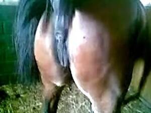 Mare Sex Porn - Mare Sex Porn | Sex Pictures Pass