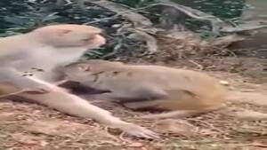 Monkey Sex Cum - Free porn video monkey. Hard zoo sex with gorilla watch online