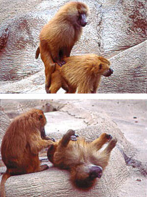 Baboon Sex - Female Baboons Speak Out About Sex | Science | AAAS