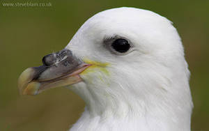 Bird - Fulmar, South Ronaldsay, Orkney Isles, August 2006. I found this bird a few  hundred meters inland on a track, presumably a bit lost!