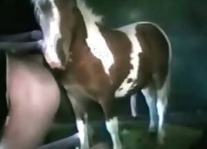 Djur - Hingst Porr Videoklipp / tube med japaner och djur / PopulÃ¤ra Sida 1