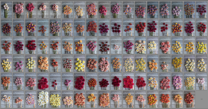 Annabelle Flowers Sleeping Porn - Dahlia Breeding Update - Floret Flowers