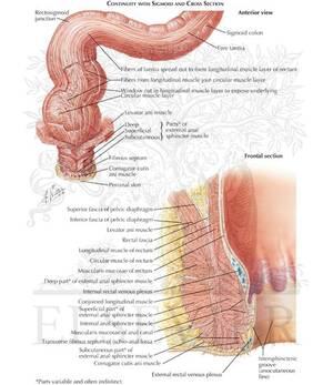 deep anal sex cross section - Cross Section Anal Gay | Gay Fetish XXX