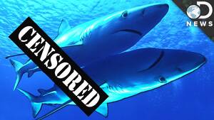 Great White Shark Sex Porn - How Do Sharks Have Sex? - YouTube