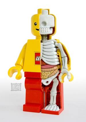 Lego Porn Captions - Anatomie LEGO