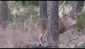 And Discovery Furry - Deer research and discovery porn - Engel ballistic research blackout  phantom subsonic expander texas deer hunt